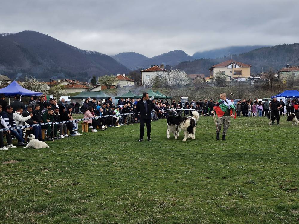 Над 110 овчарски кучета участваха в изложба в Костенец