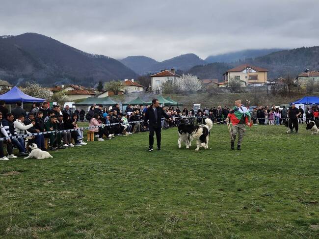 Над 110 овчарски кучета участваха в изложба в Костенец