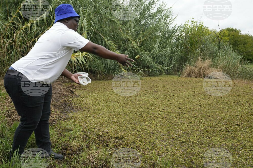 South Africa Helpful Weevils