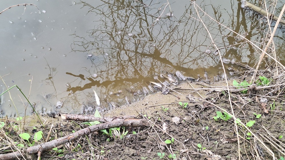 Сигнал за замърсяване на река Черни Лом бе получен в Областната администрация в Русе, Георги Георгиев поиска спешно установяване на причинителя 