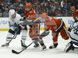 Maple Leafs Ducks Hockey