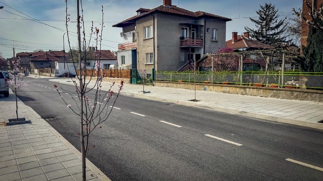 От Община Пазарджик засадиха 50 дръвчета на четири улици в града