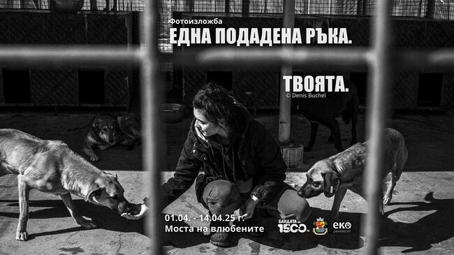 Столичната община отбелязва Световния ден на бездомните кучета с фотоизложба