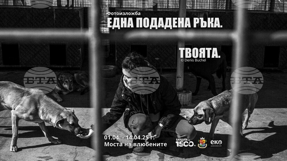 Изложба отбелязва Световния ден на бездомните кучета