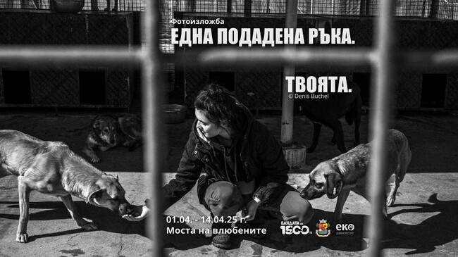 Изложба отбелязва Световния ден на бездомните кучета