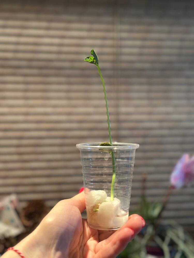 Проект „Дневникът на едно бобче“ осъществиха ученици от училище „Българче“ в Лондон