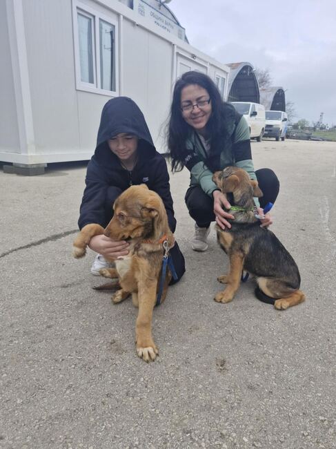 Община Варна: Шест кученца от приюта в с. Каменар намериха стопани за седмица