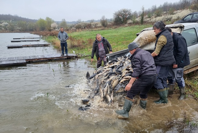 Активисти на ловно-рибарско сдружение пуснаха тон и половина риби в язовир „Долна вода“ край село Вирове в община Монтана