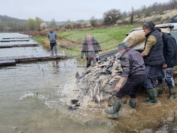 Село Вирове - язовир Долна вода - зарибяване
