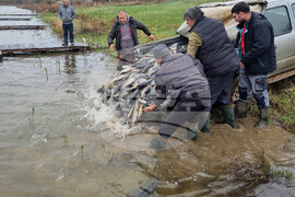 Село Вирове - язовир Долна вода - зарибяване