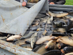 Село Вирове - язовир Долна вода - зарибяване