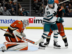 Sharks Ducks Hockey