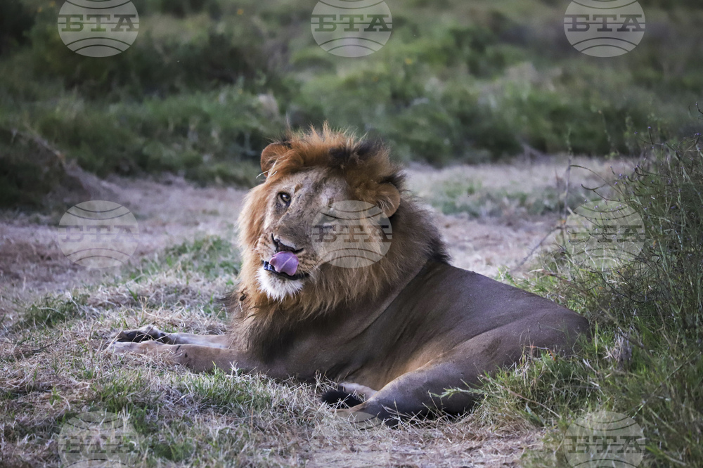 Kenya World Wildlife Day