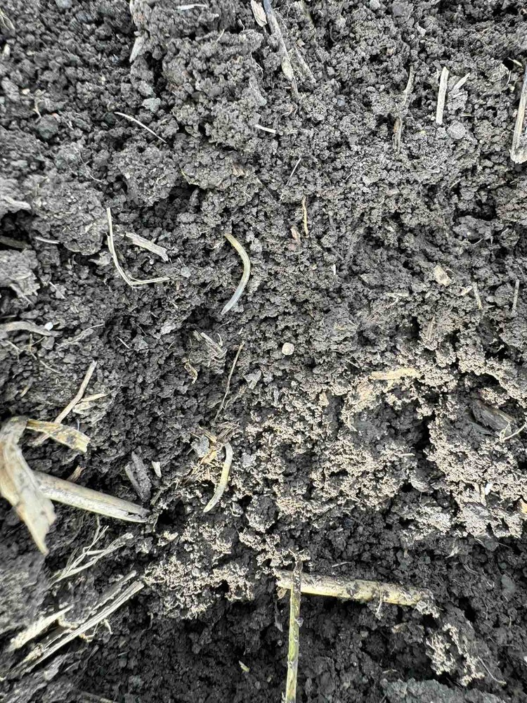 БАИЗ съветва: Телен червей и мана застрашават ранните посеви със слънчоглед