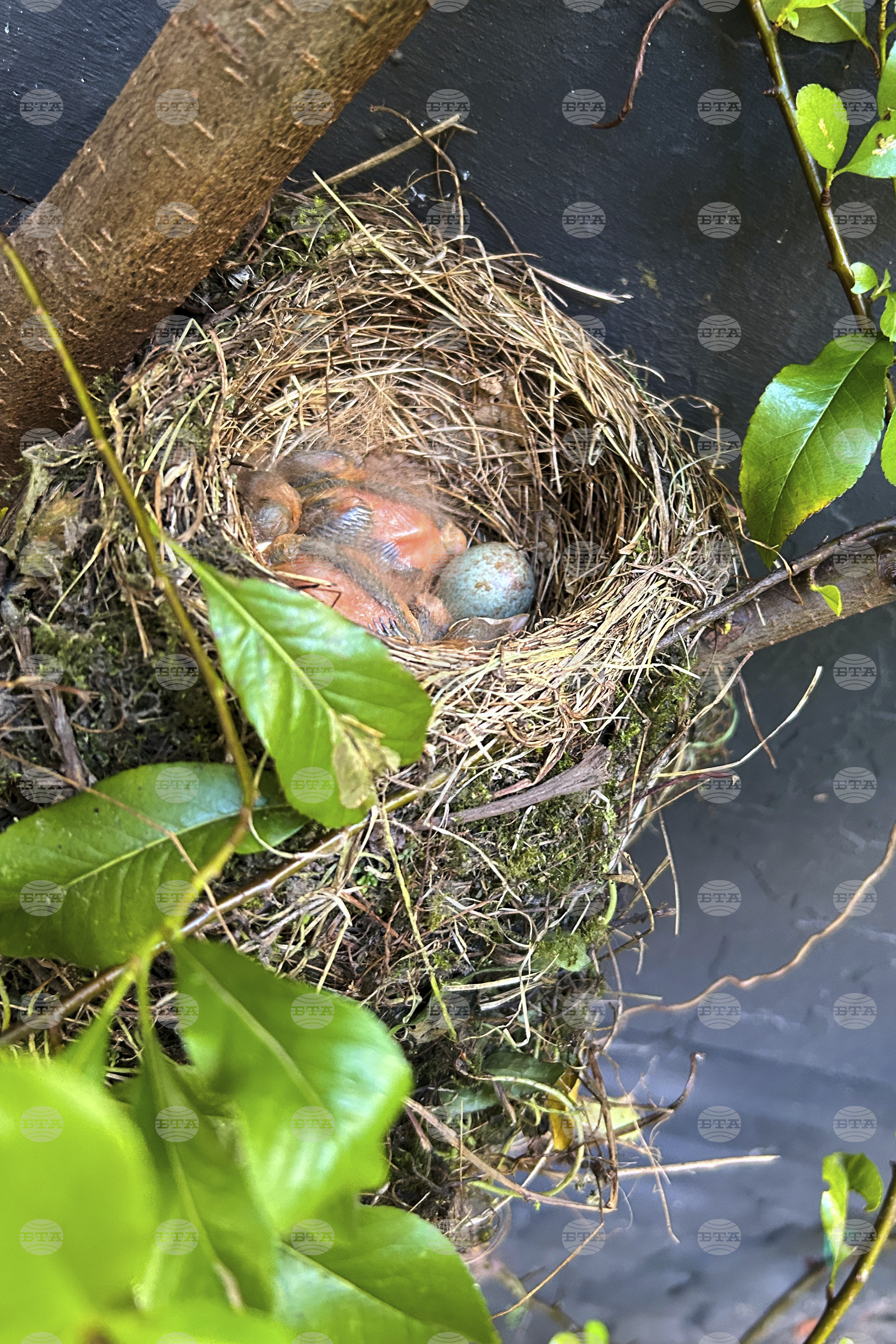 Belgium Spring Blackbirds