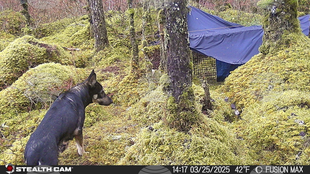 Alaska-Missing Dog
