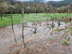 Село Говежда - проливен дъжд - подпочвени води - наводнени имоти
