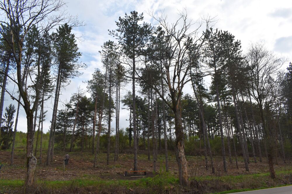 С редица инициативи Община Разград се включва в Седмицата на гората