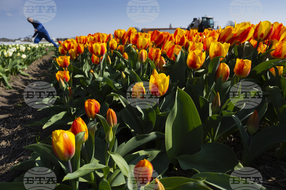 Netherlands Weather