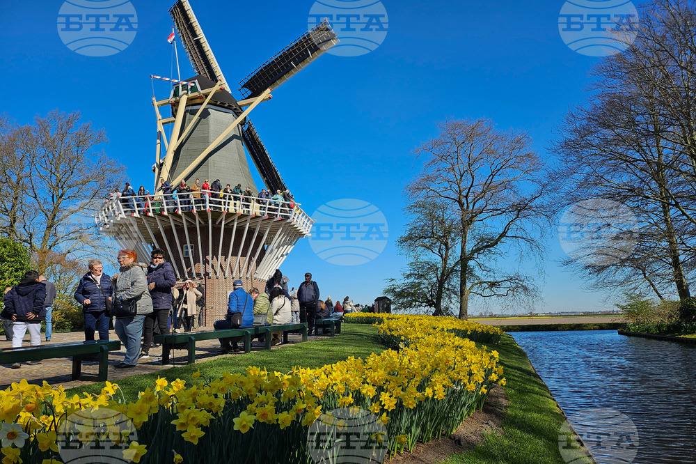 Netherlands Tulips