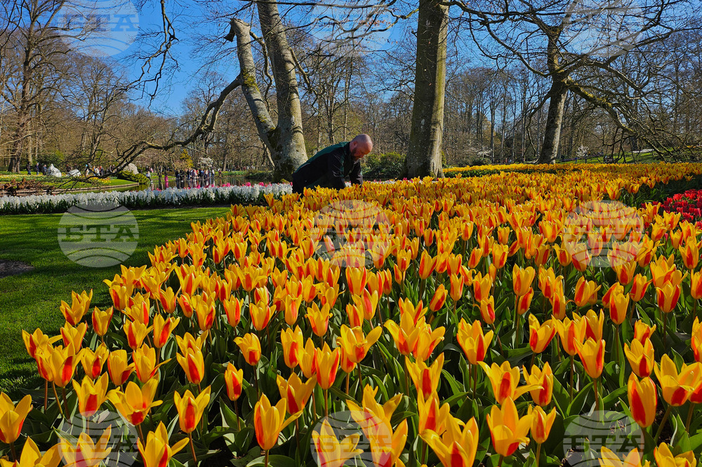 Netherlands Tulips