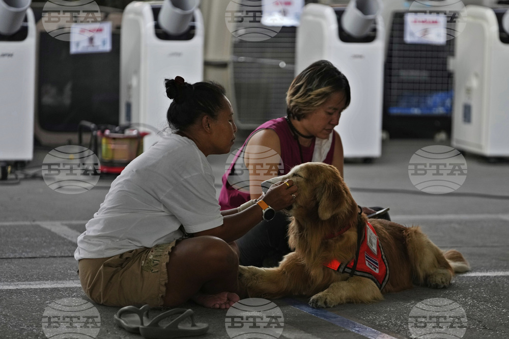 Thailand Rescue Dogs Photo Gallery