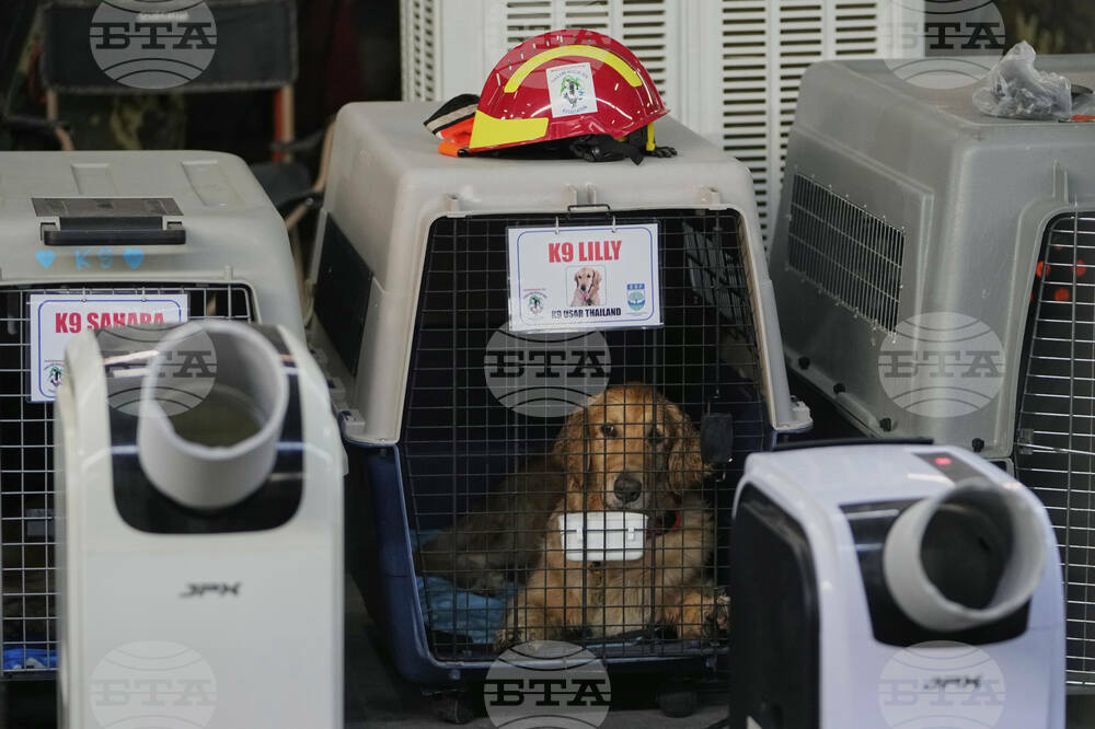 Thailand Rescue Dogs Photo Gallery