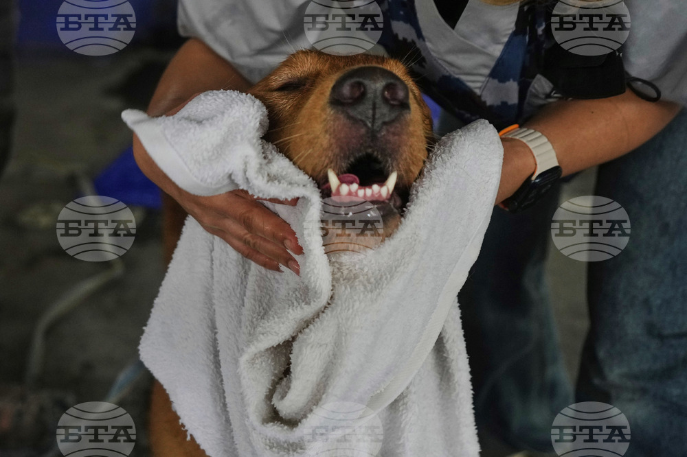 Thailand Rescue Dogs Photo Gallery