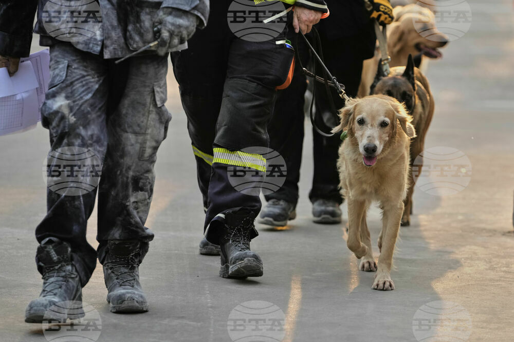 Thailand Rescue Dogs Photo Gallery