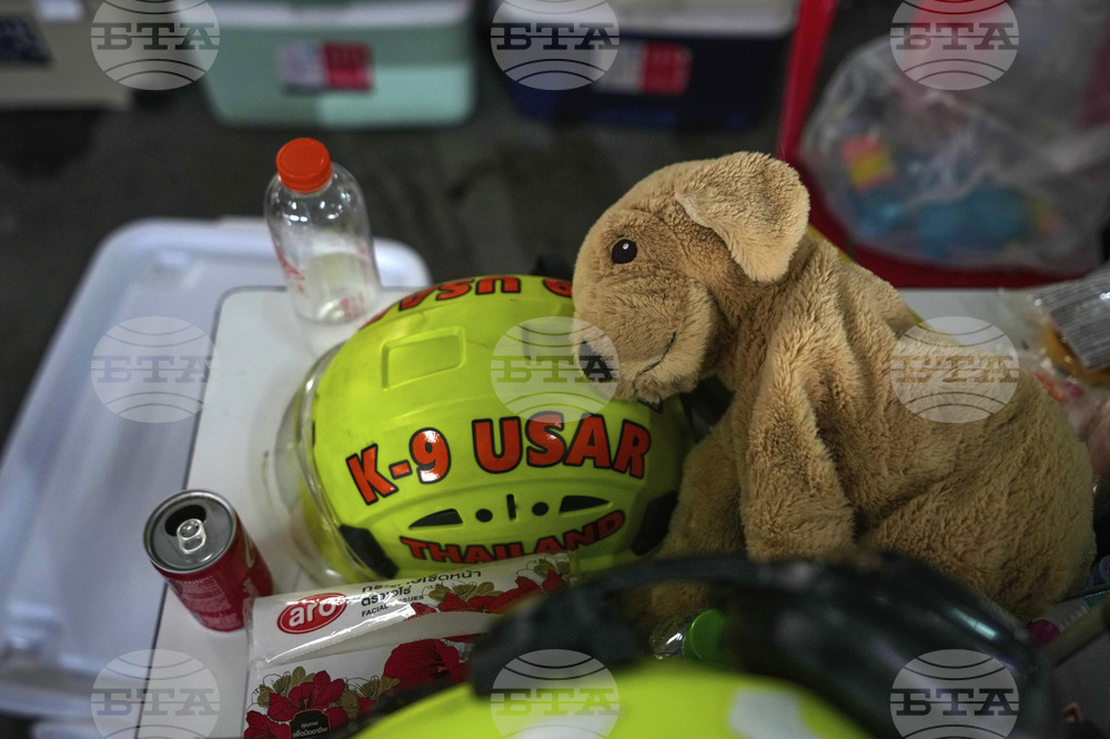 Thailand Rescue Dogs Photo Gallery