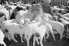 Дряново в снимки през 1957 година