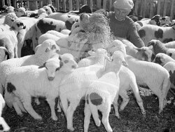 Дряново в снимки през 1957 година