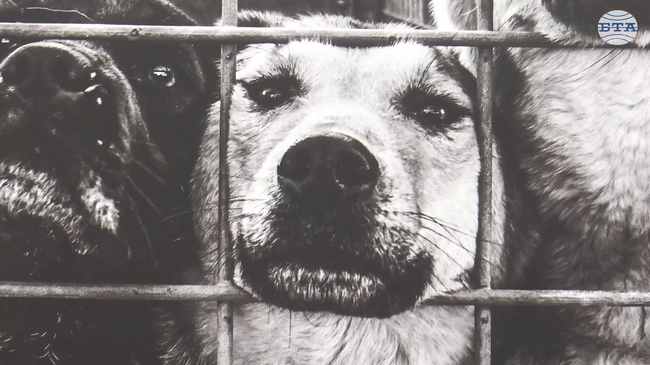 В София беше открита фотоизложба, свързана с осиновяването, хуманното отношение и отговорната грижа към кучетата