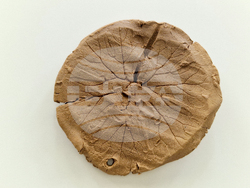 Село Черни Осъм - пролетна академия „Природата учи"