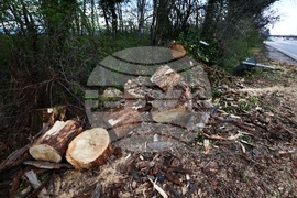 Булевард „Цариградско шосе“ - паднало дърво