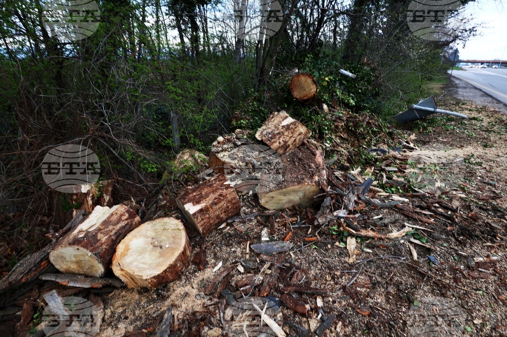 Булевард „Цариградско шосе“ - паднало дърво