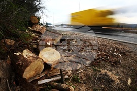 Булевард „Цариградско шосе“ - паднало дърво