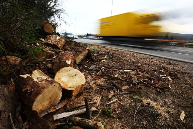Паднало дърво на бул. "Цариградско шосе" в София леко затрудни движението, няма пострадали 
