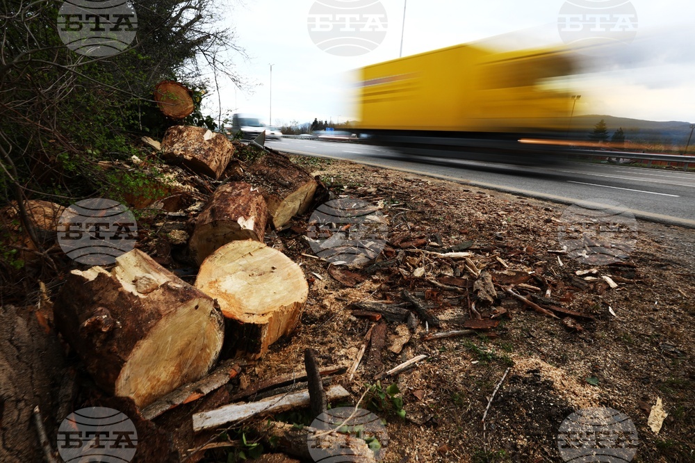 Булевард „Цариградско шосе“ - паднало дърво