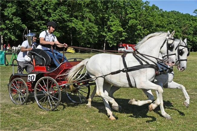 ХИНА: Отглеждането на коне е единственият животновъден сектор в Хърватия, който непрекъснато се разраства