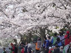 Japan F1 GP Auto Racing