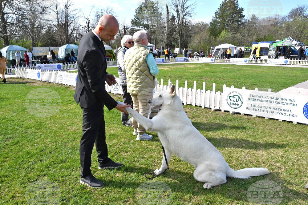 Куче от породата „Бостън териер“ е шампион в „Шоуто на шампионите“ и ще представи България на Световното киноложко първенство в Хелзинки