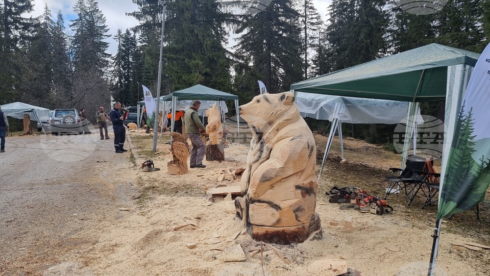 Plein Air Wood Carving Event Marks Forest Week in Pamporovo, Raises Funds for Sick Children