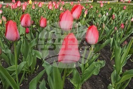 Видин - пролетни цветя