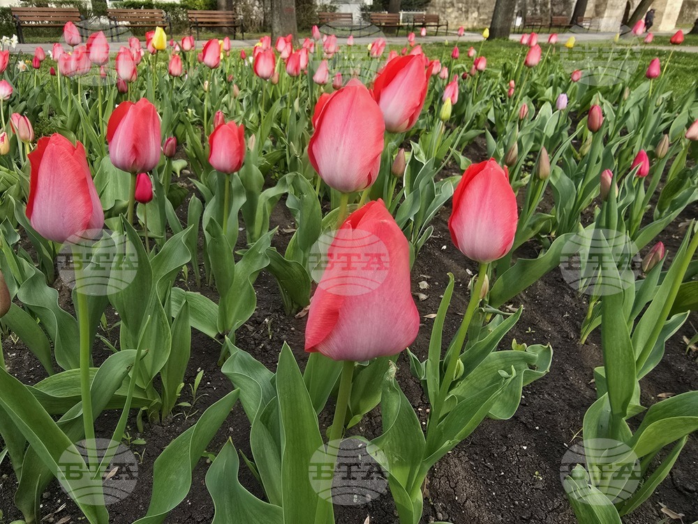 Видин - пролетни цветя