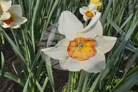 Видин - пролетни цветя