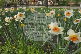 Видин - пролетни цветя