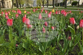 Видин - пролетни цветя