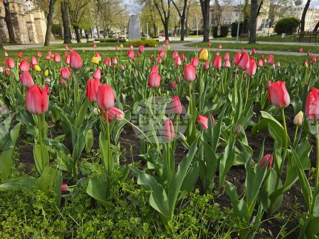 Видин - пролетни цветя