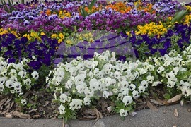 Видин - пролетни цветя